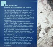 Thumbs/tn_056 Der Waldrapp Charaktertier im mittelalterlichen Salzburg 11022004.jpg